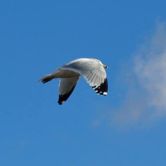 Meet your Posher, Loki - Picture 1 of 1